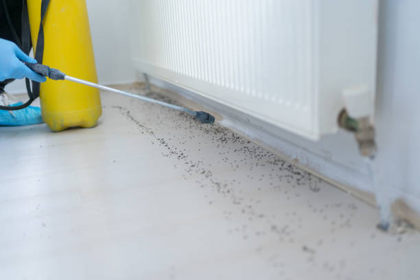 Best Ant Control Services  in Ivyland, PA